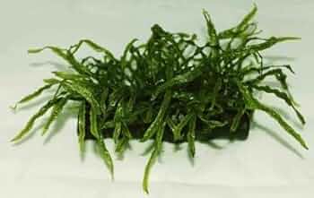 ミクロソリウム本ナロー大株&アヌビアスナナプチ大量※オマケ付き 14029-2.jpg